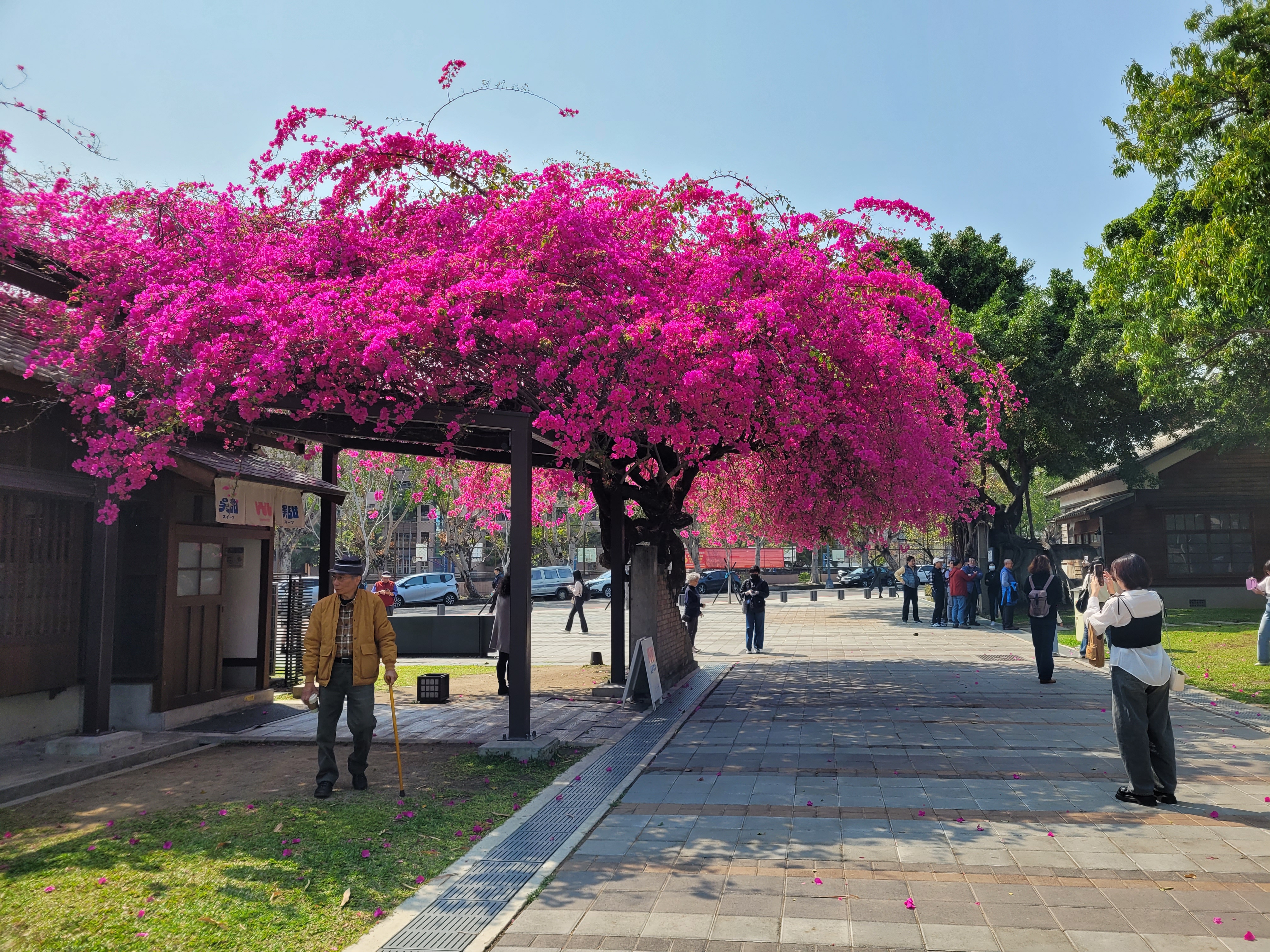 23/05/2025 - Fuschia pink tree