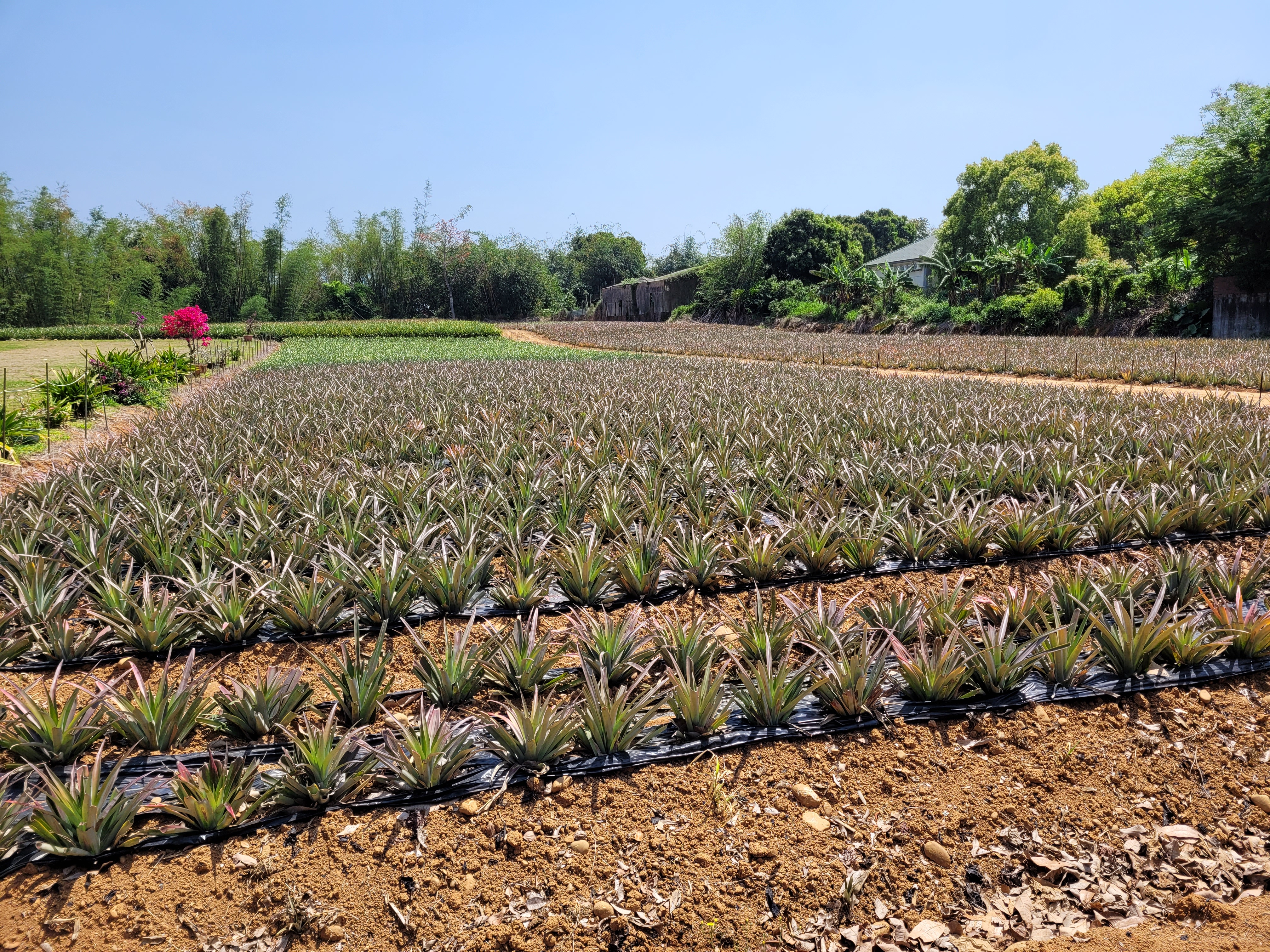 29/05/2025 - Another pineapple field