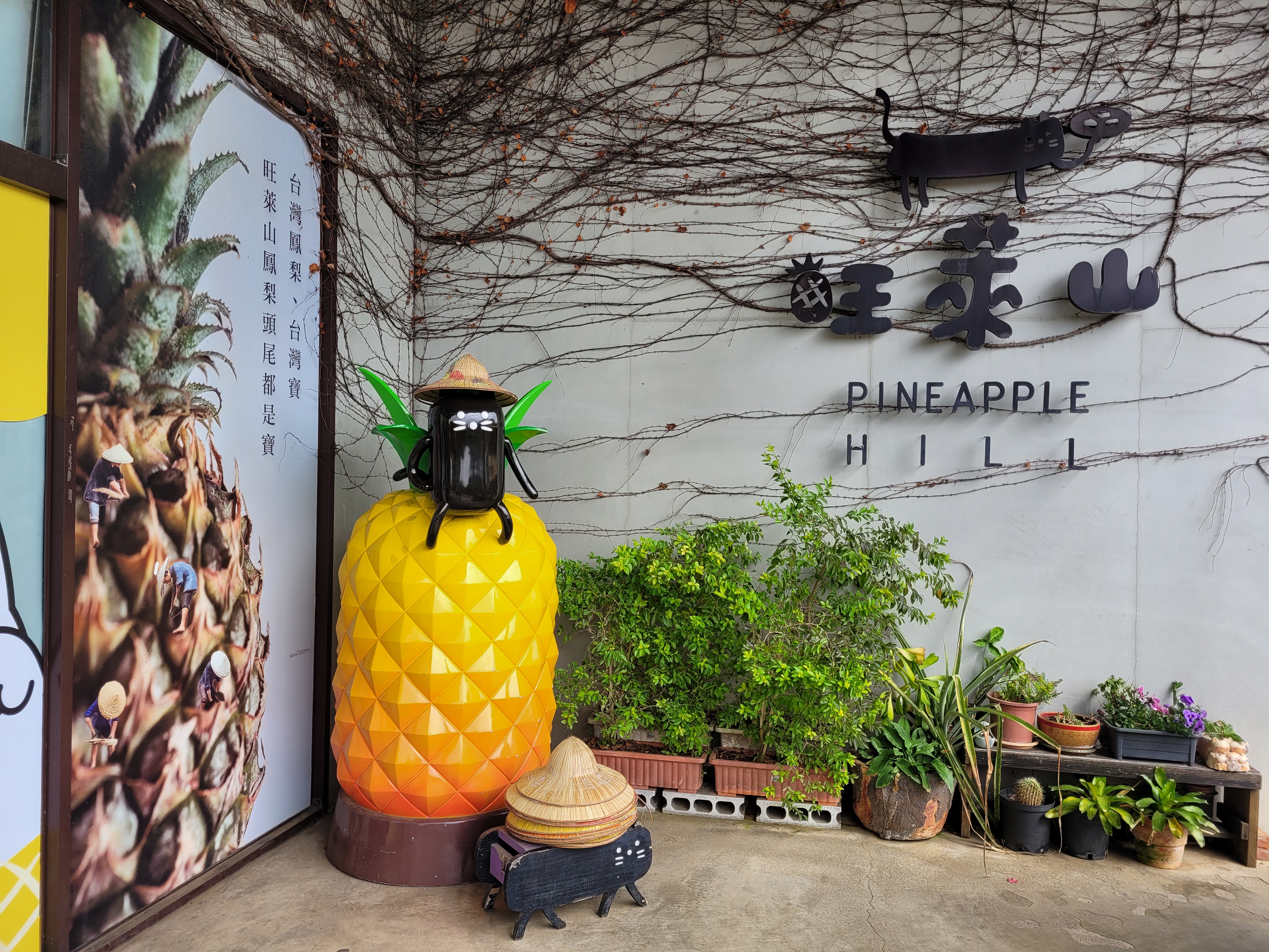 24/02/2025 - Pineapple hometown -
					Pineapple Hill is considered to be the hometown of almost every pineapple variety in the world.
					It is located next to CCU in the middle of hills.
					The field is approximately 700 hectares, and features a variety of pineapple-derived products, including pineapple vinegar, wine, fermented beverages, and jams.