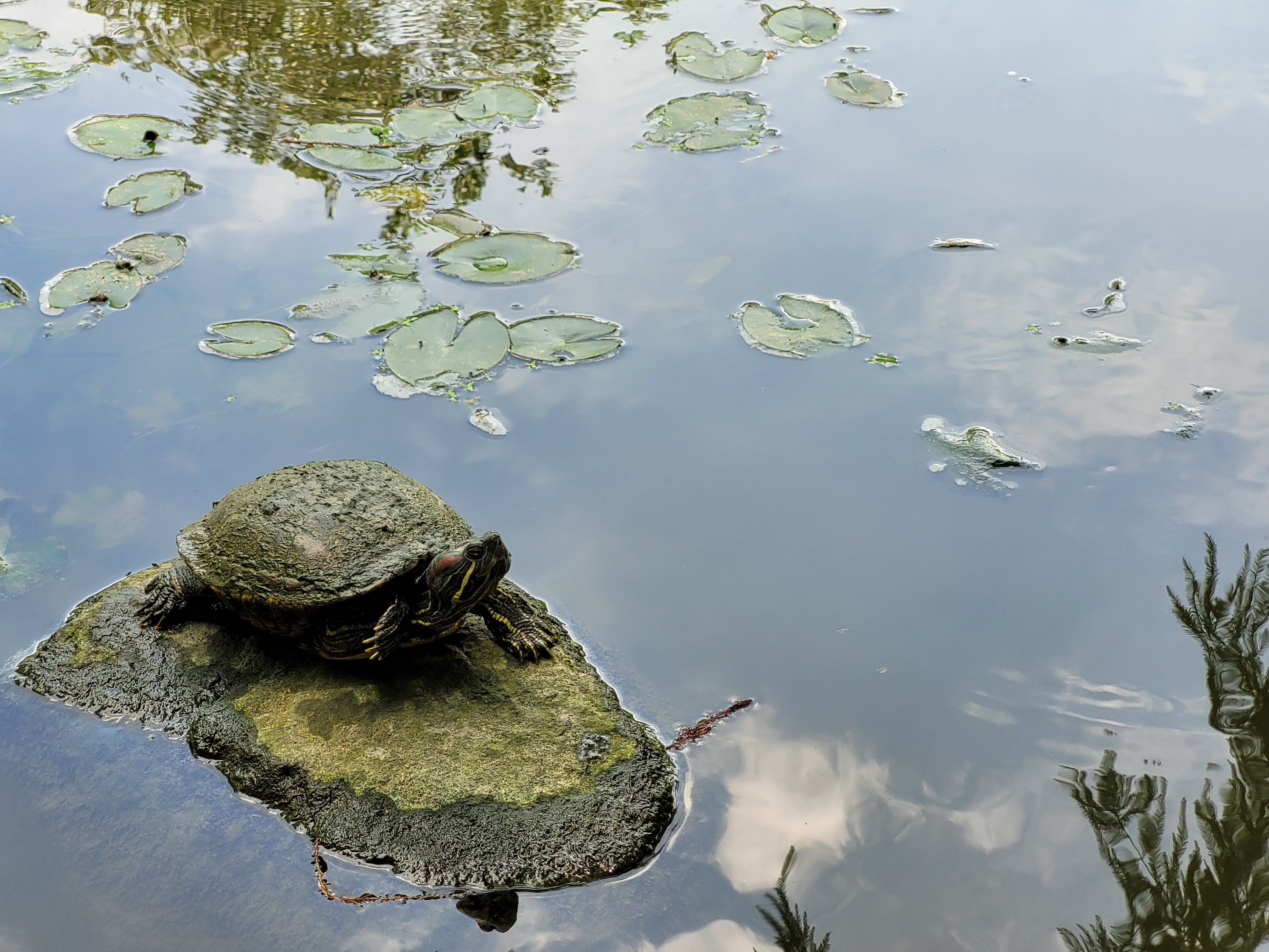 18/06/2025 - Small turtle on a rock -
								This turtle was located in the Taipei Daan park, on a rock near the pond.
								Turtles are common in Taiwan, and they can be found in many parks and lakes.
								The Daan park is the largest park in Taipei and has a pond with an island in the middle.
								There are a lot of birds in the middle that many people observe around.