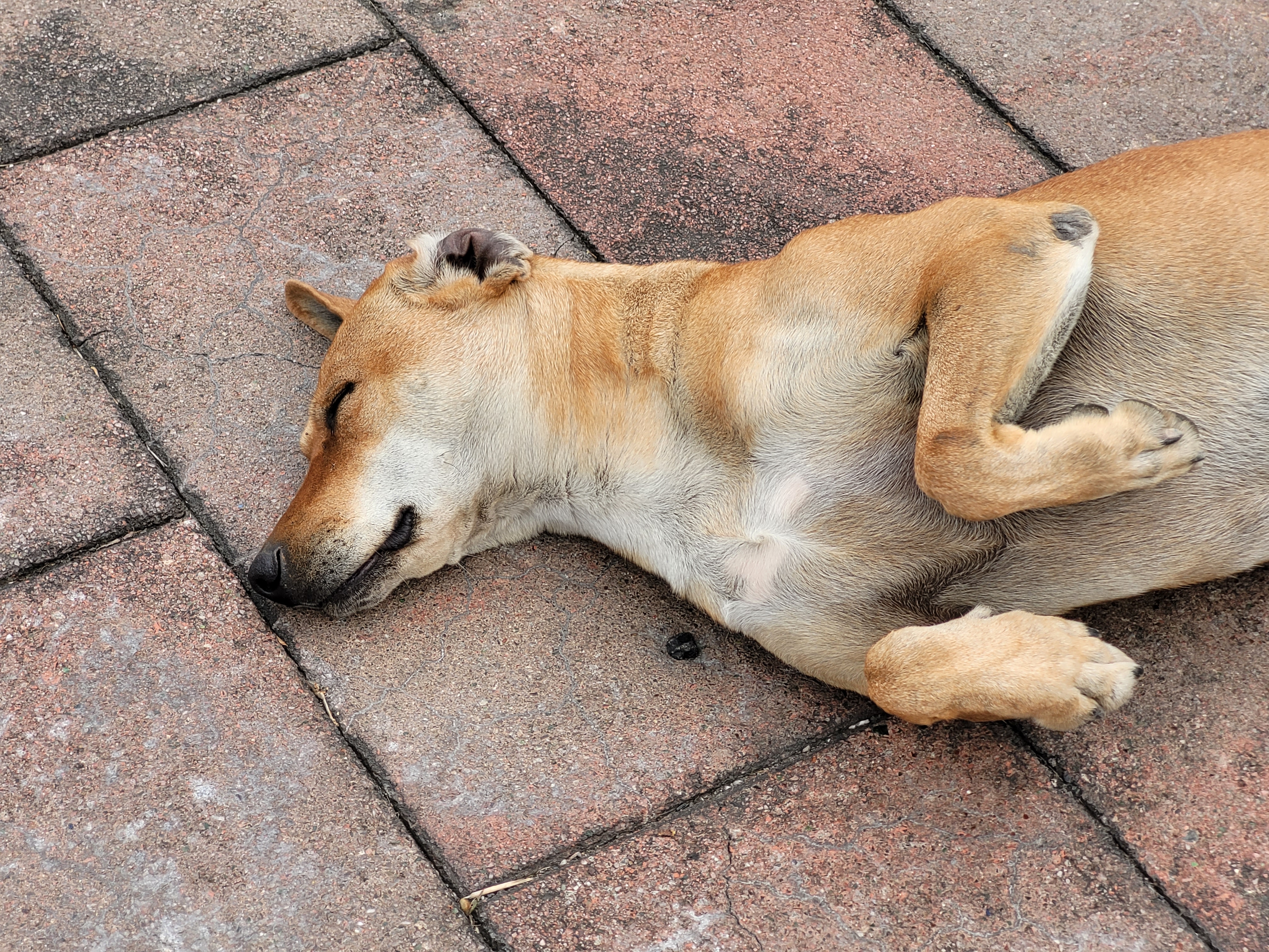 25/02/2025 - Sleeping dog -
					Wandering dogs are pretty common in Taiwan.
					They are often seen sleeping in the streets, in front of shops or in the middle of the sidewalk.
					Even if they are wandering, they are usually well-fed and taken care of by the locals.
					The one in the picture is quite famous, and often seen in the streets of Minxiong.