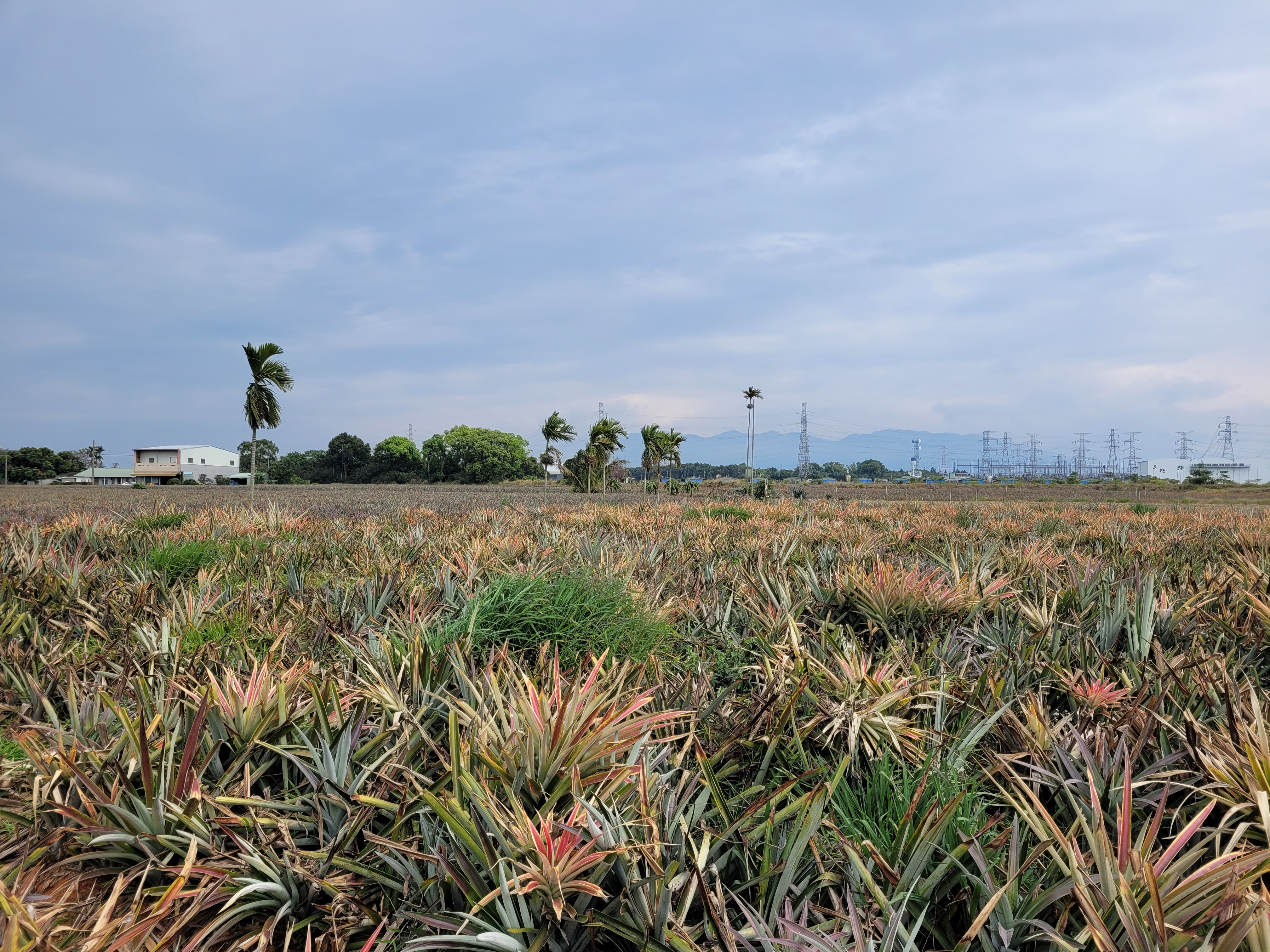 27/02/2025 - Landscape -
					Taiwanese landscape around Chiayi is a mix of mountains, hills, and fields.
					In this typical landscape, you can see the mountains in the background and a pineapple field in the foreground.