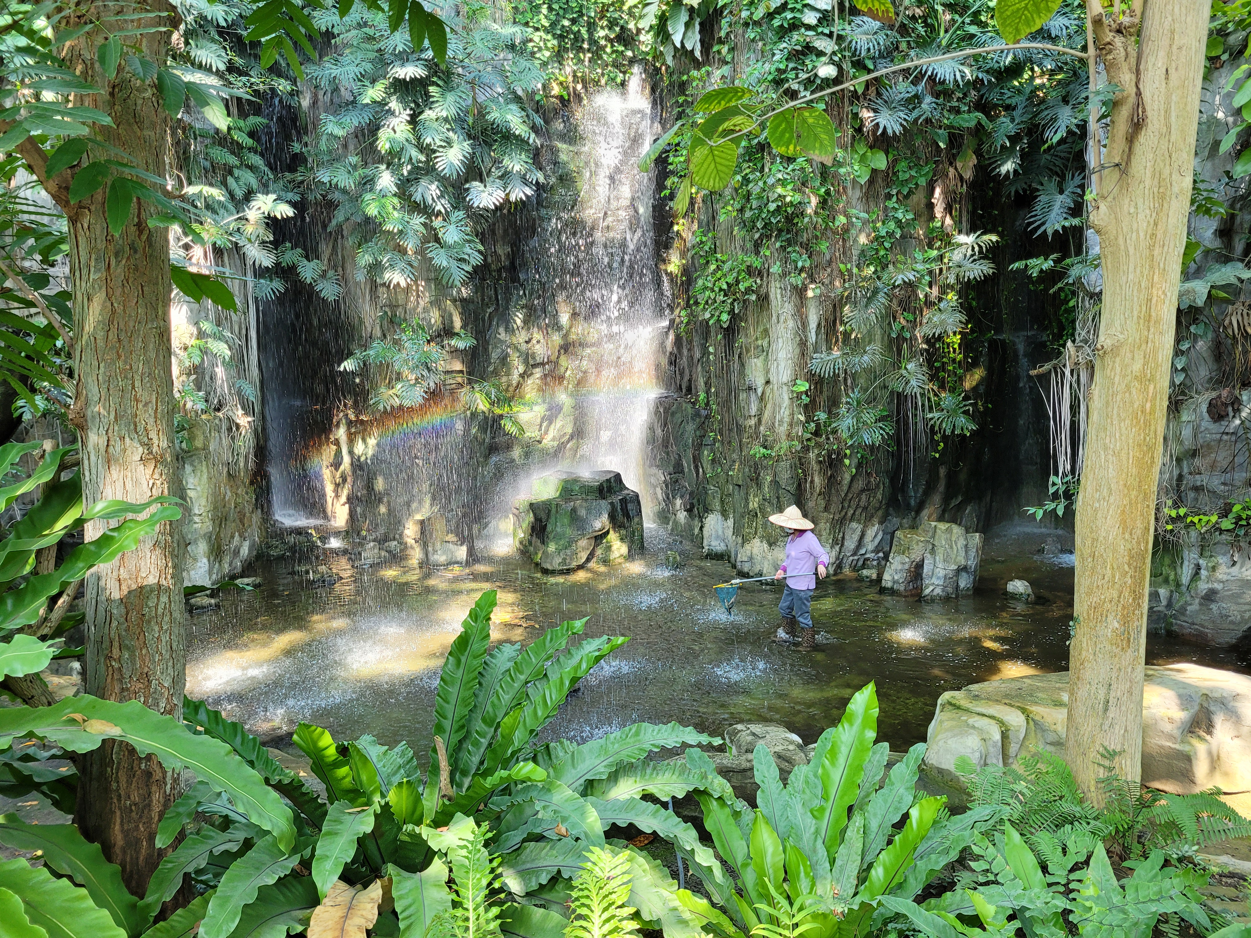 09/03/2025 - Greenhouse botanical garden -
					This picture was taken inside a huge tropical rainforest greenhouse in Taichung.
					The greenhouse measures about 31 meters in height and 56 meters in diameter.
					The outer frame is constructed of high precision steel and glass.
					Inside is a simulated rain forest, complete with rain, where you can walk besides lush green plants and tall trees, all originated from Taiwan.