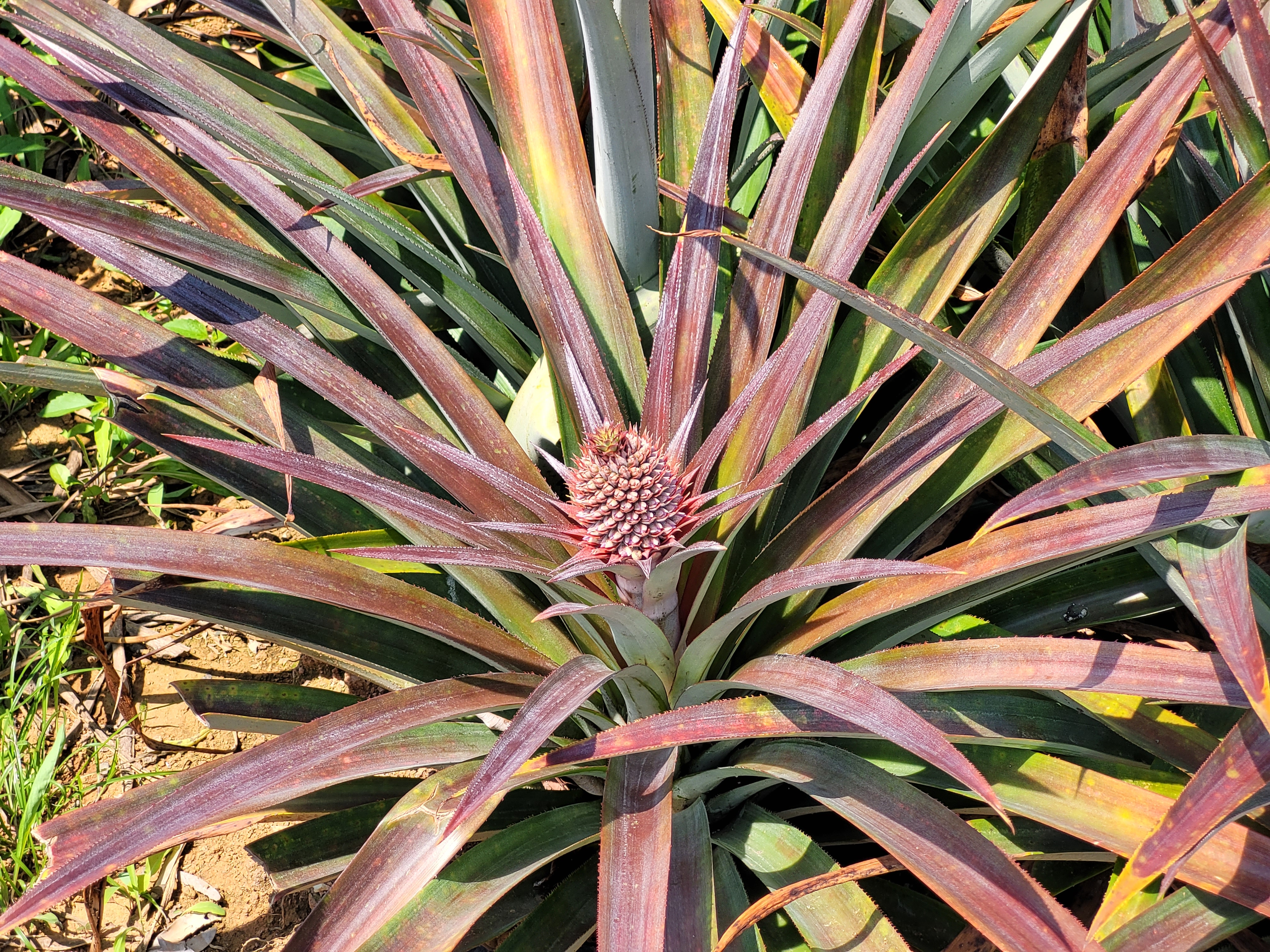 26/03/2025 - Growing Pineapple