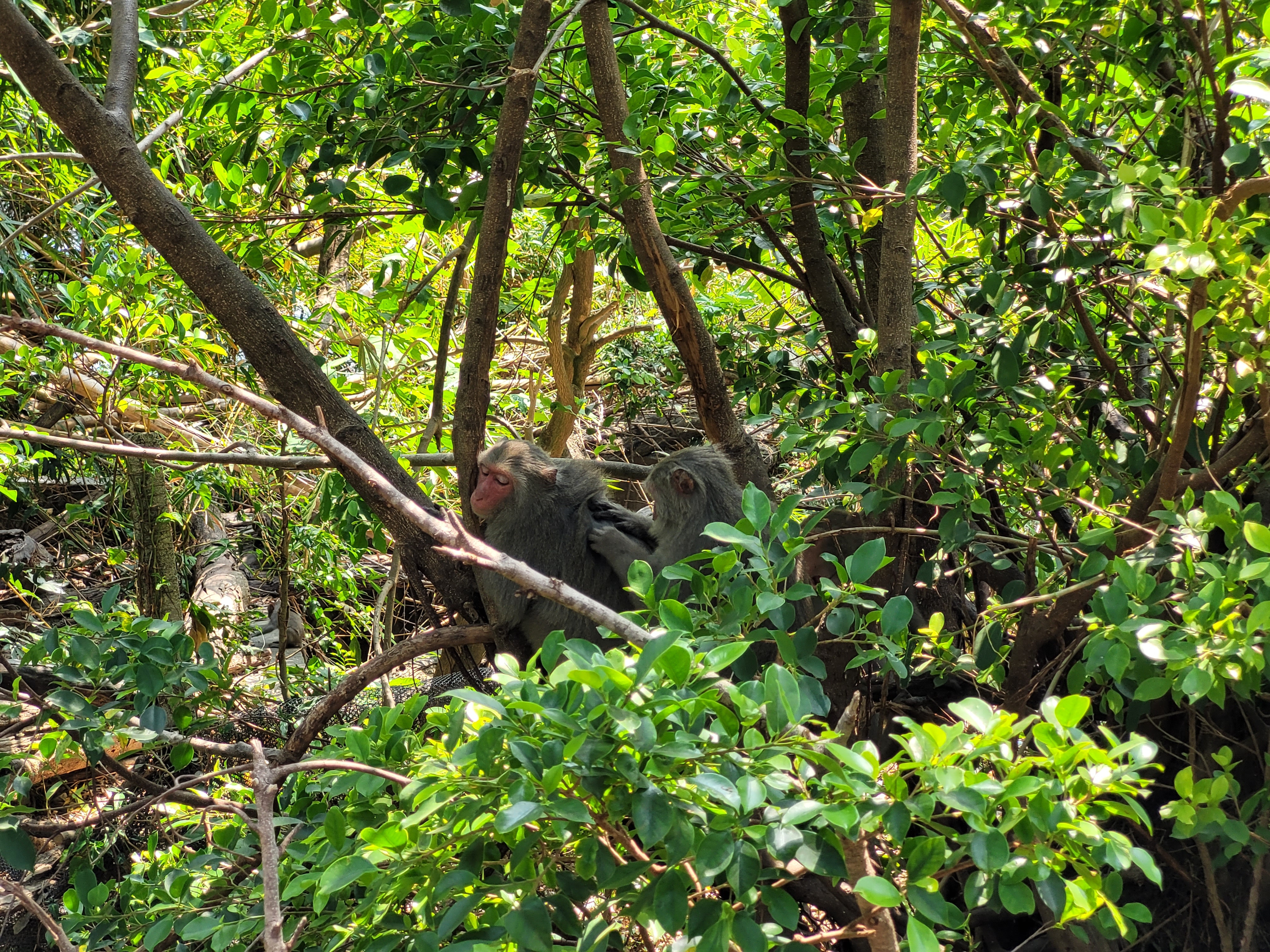 31/03/2025 - Wild macaques -
					During a nature walk on a Kaohsiung mountain, we came across some wild macaques near the road.
					There were a lot of them, not afraid and acting indiferently to us.
					I pictured theses two ones helping each other to clean their fur.
					You can also see a third one in the left if you look closely!