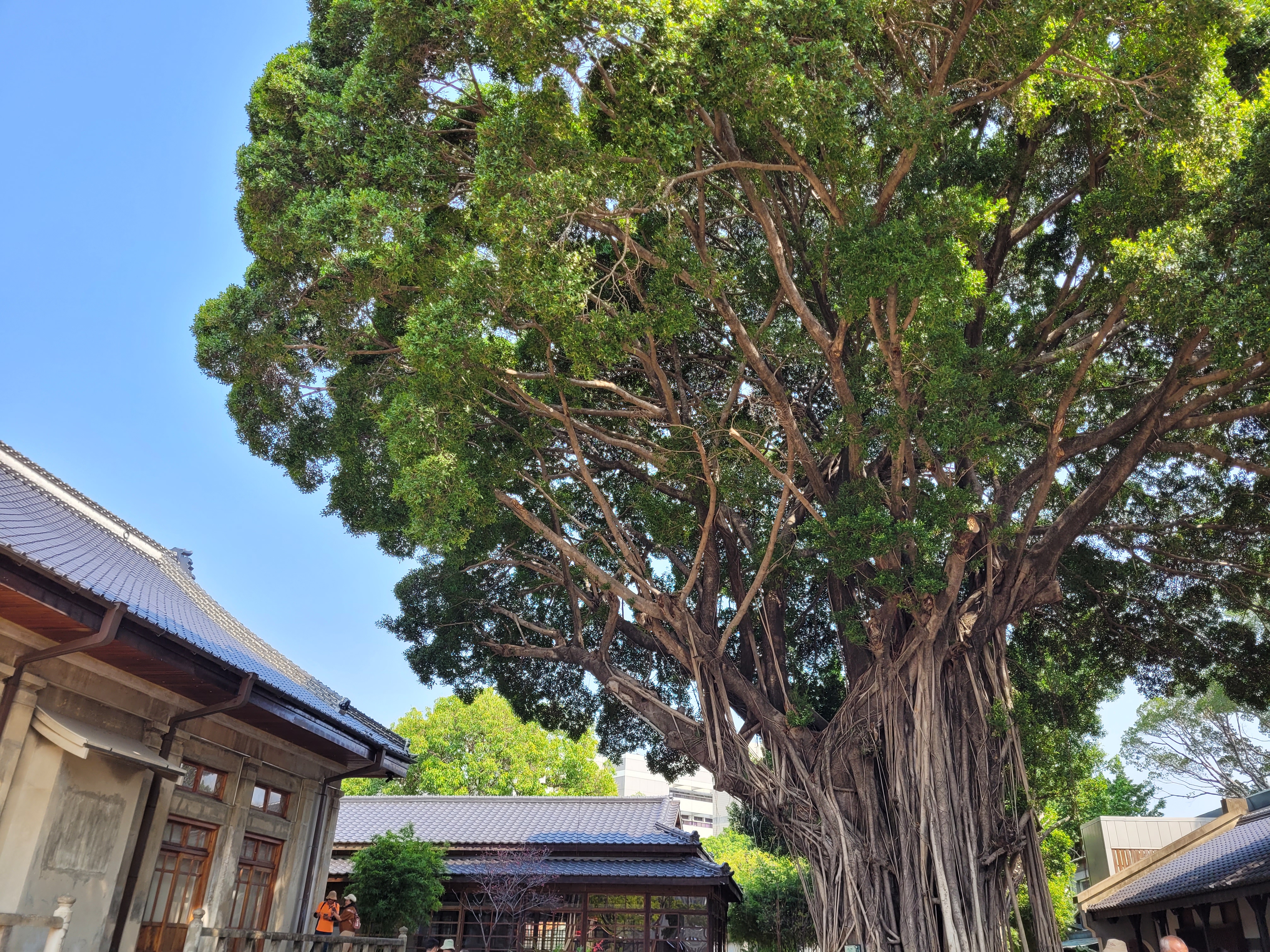 07/04/2025 - Huge Tree