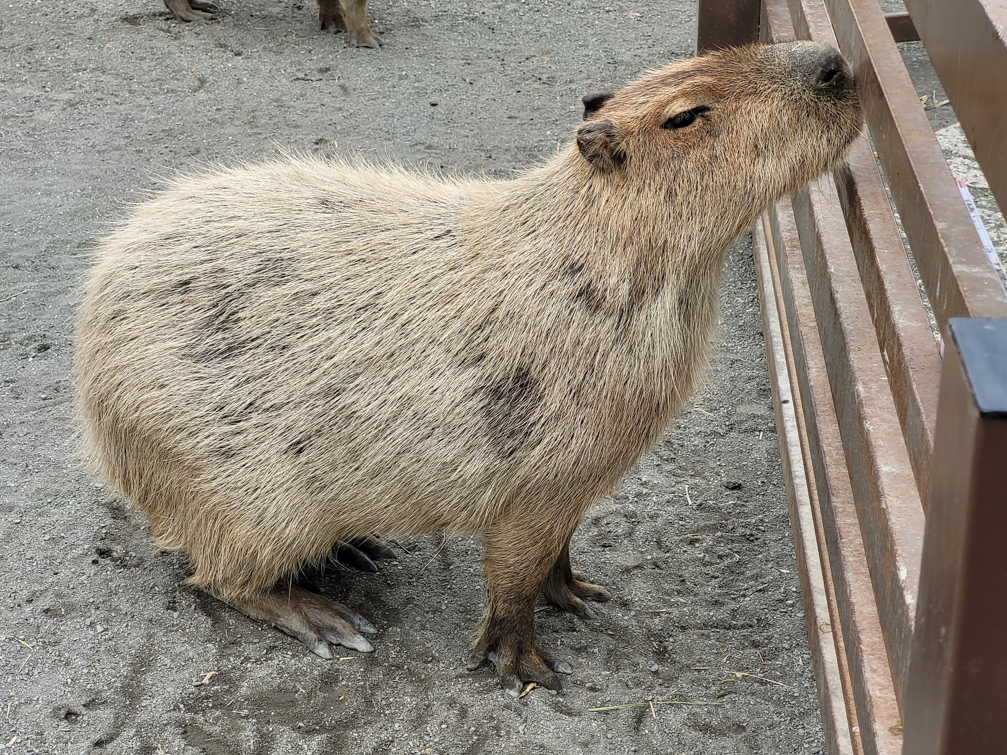 09/04/2025 - Capybara -
			Capybaras are the largest rodents in the world, native to South America but now found in many parts of the world as Taiwan.
			This picture was taken in the 'Three little pigs' farm, a leisure farm located just next to Minxiong.
						