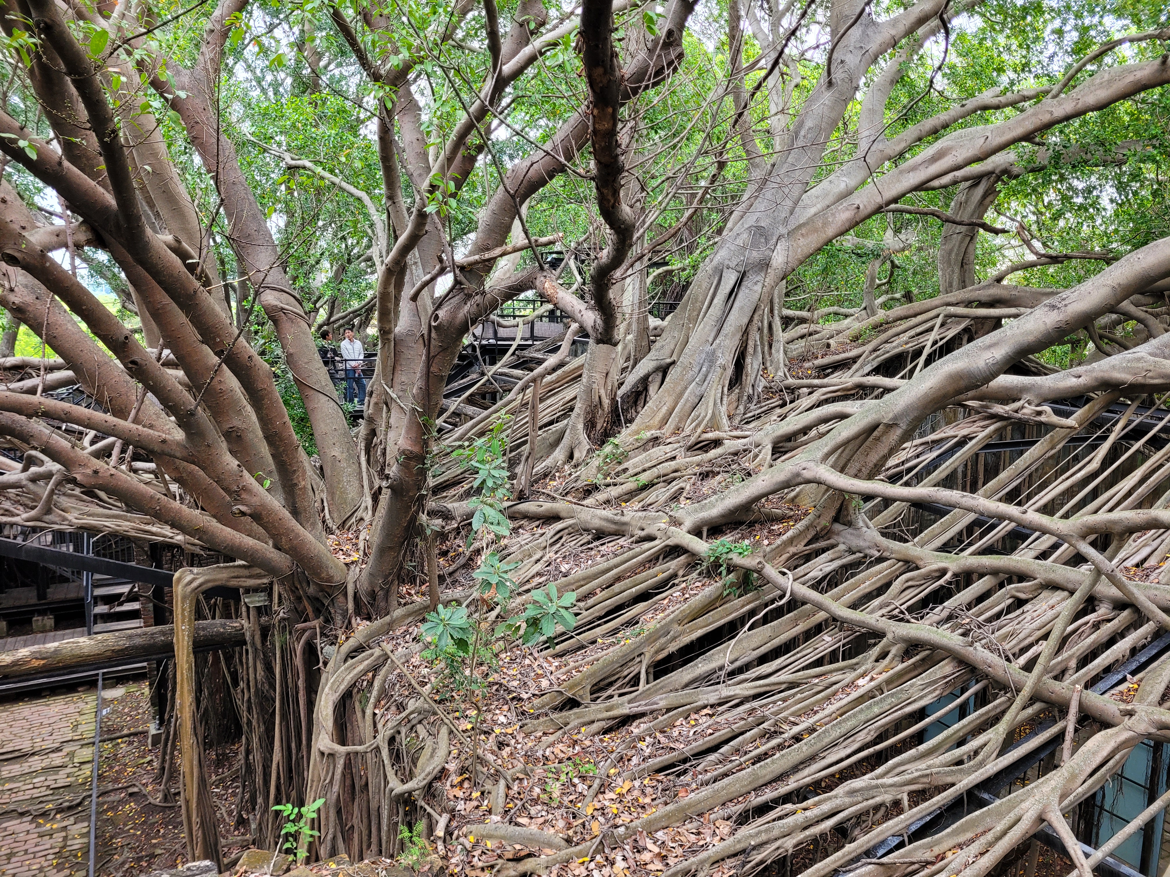 15/04/2025 - Anping Tree House -
						The Anping Tree House is a former warehouse located in Tainan.
						It was built in 1867 by the Tait & Co. trading company.
						The building was later abandoned in the 1970s and was taken over by banyan trees, which grew over the structure and created a unique natural environment.