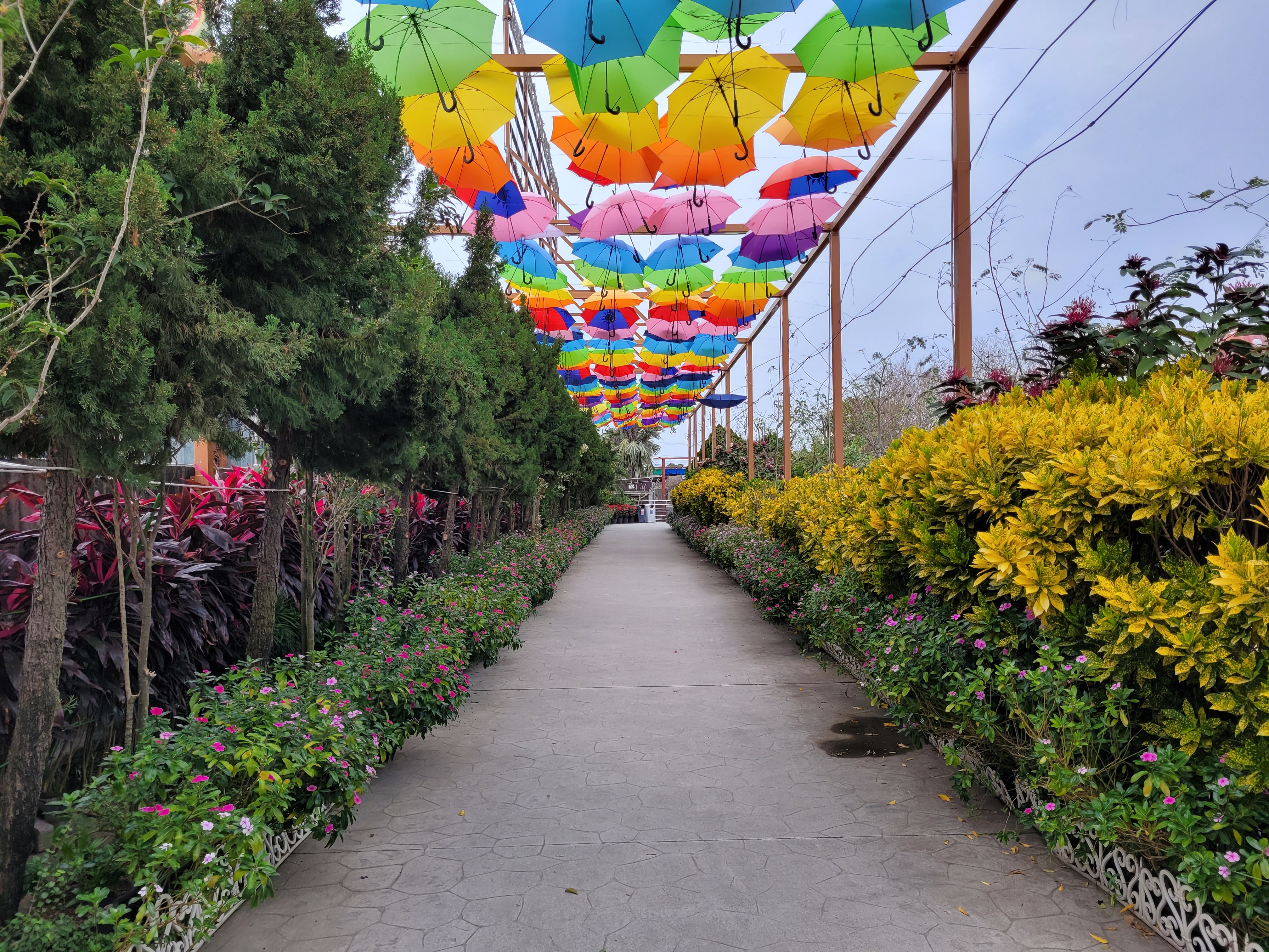 21/04/2025 - Alley of umbrellas - 
						This picture was taken inside the 'Three little pigs' farm, located just next to Minxiong which is the nearest city to us.