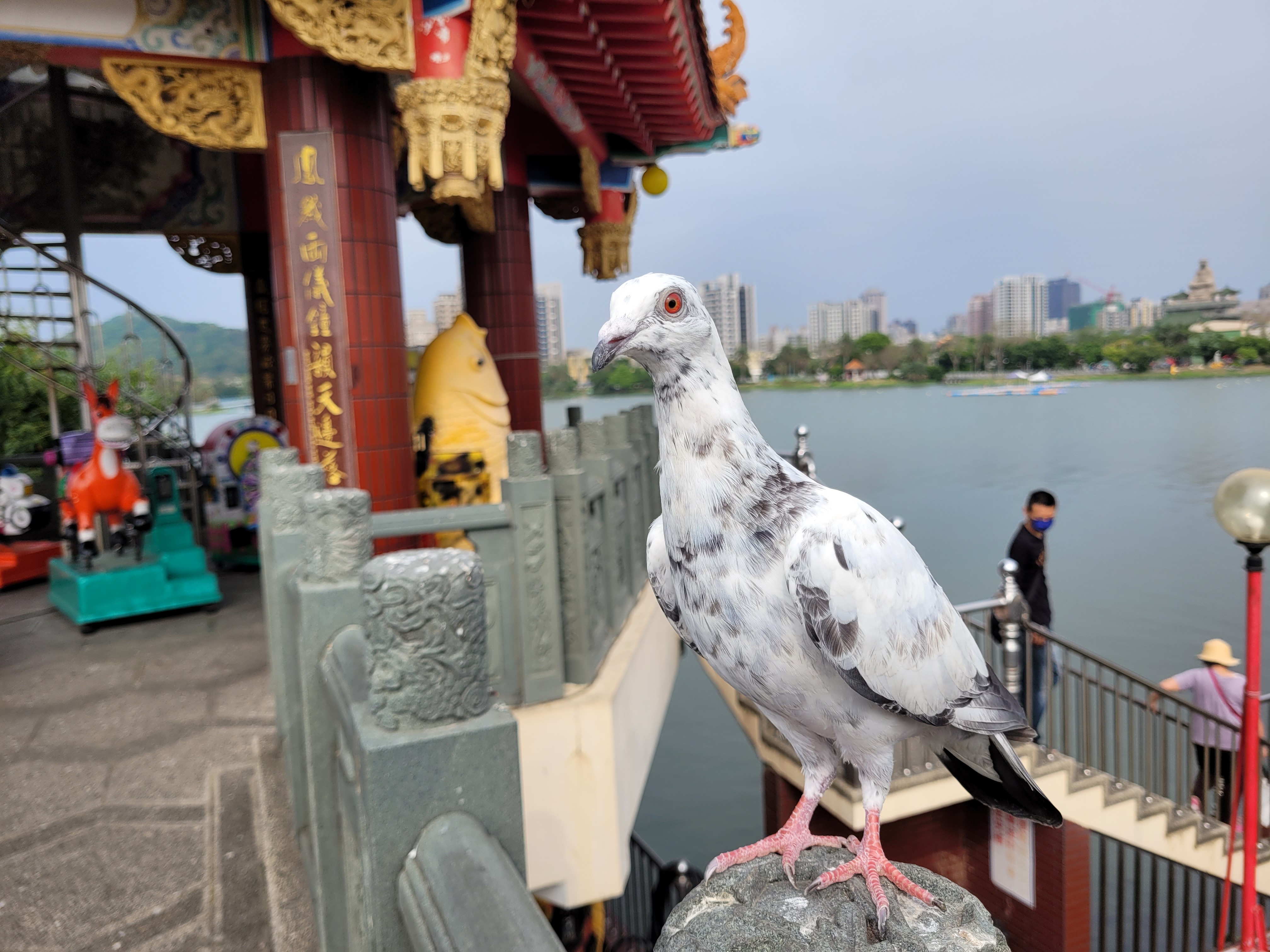 24/04/2025 - Pigeons are universal travelers