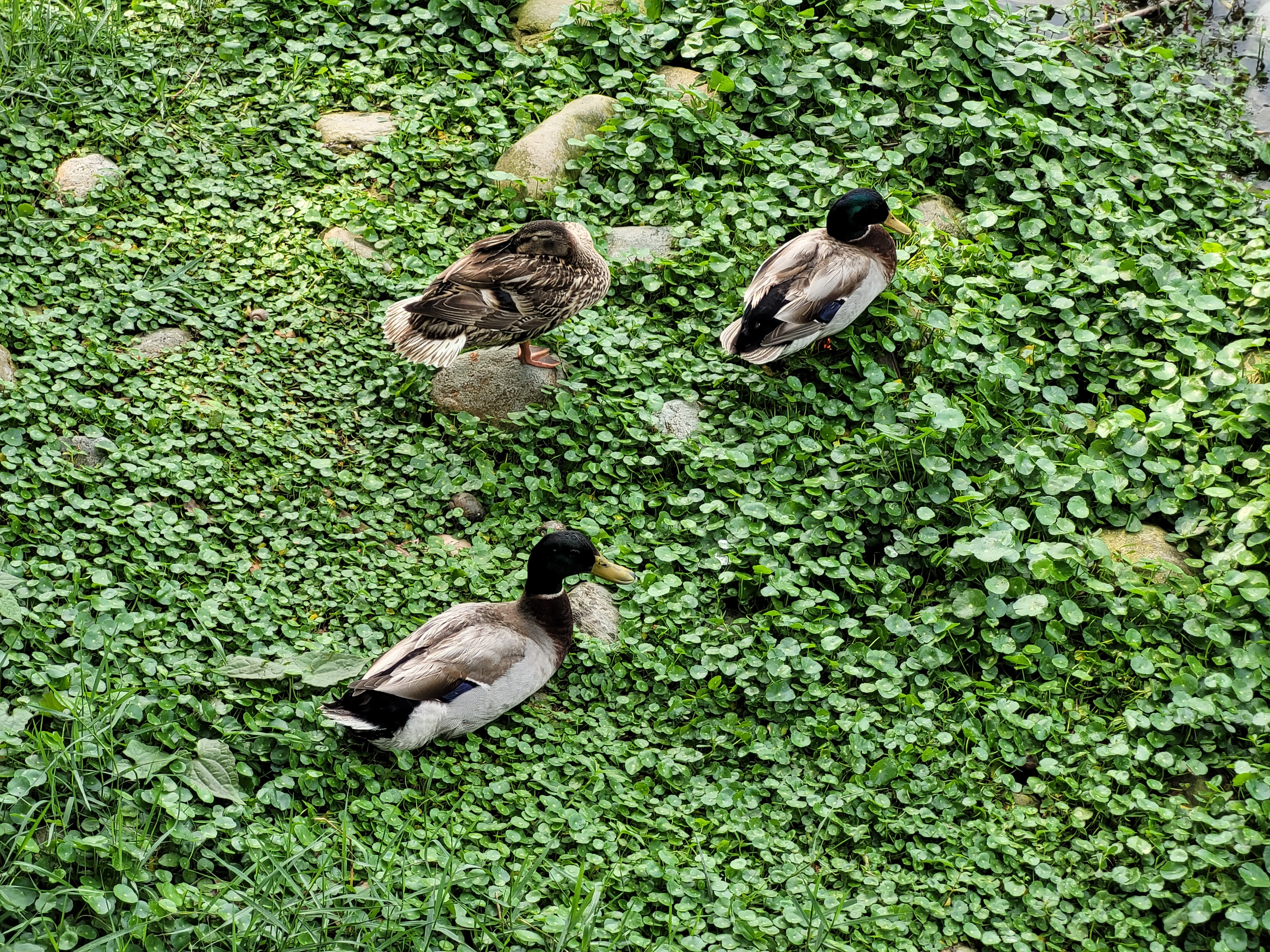 29/04/2025 - Three ducks on asiatic pennywort