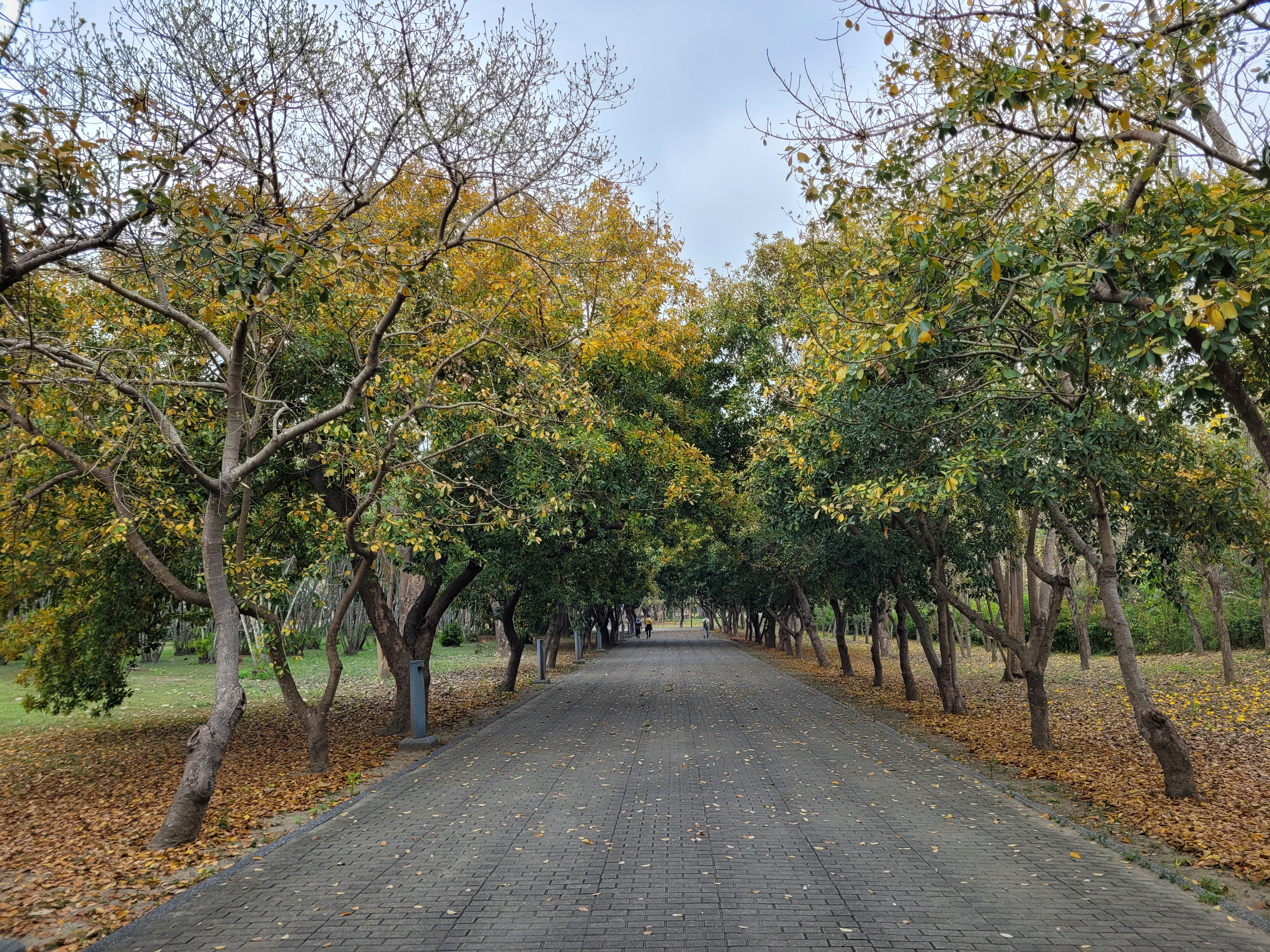 17/05/2025 - Pretty tree path